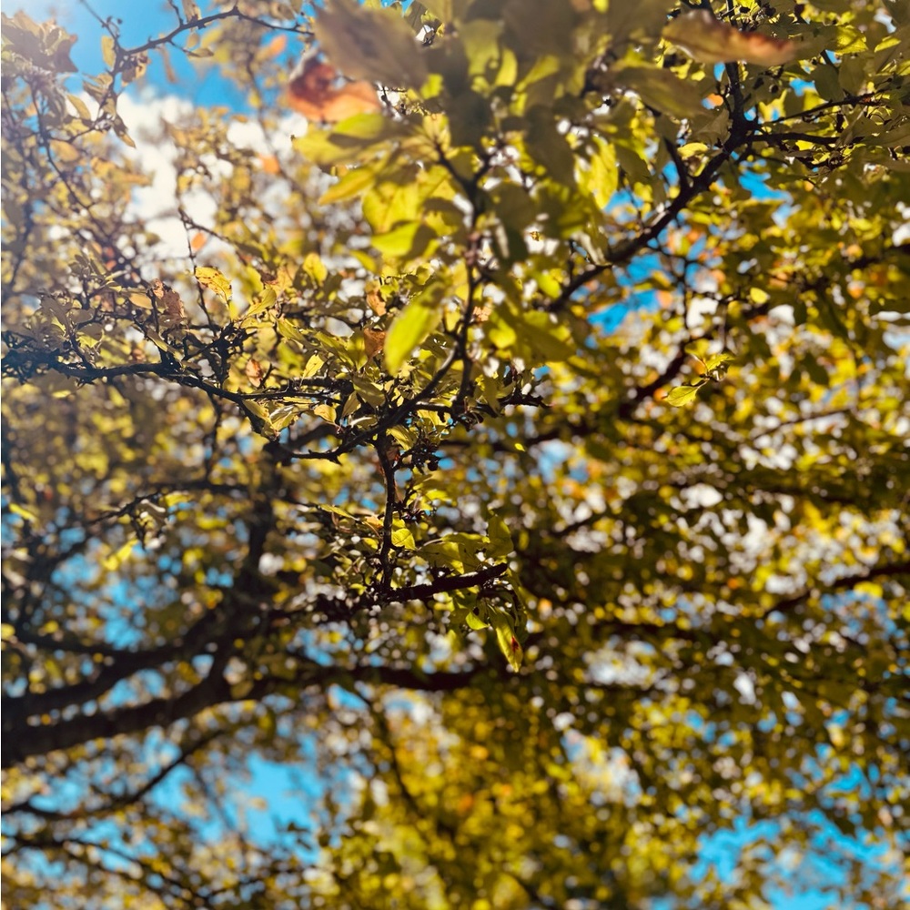 ‼️🚨JJMRCH 🎀 IS LIVE 🥳 COME SAY HI 👋🏼 LOW STARTS + GIVEYS 💫 - Picture 2 of 12